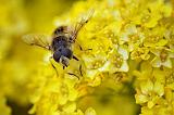 Bug On A Yellow Flower_53614